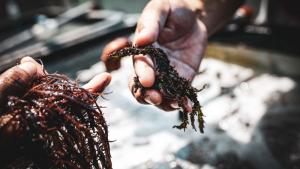 Perú exportó algas por US$ 16 millones en primer semestre de 2025