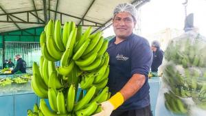 Perú exportó cerca de 140 mil toneladas de banano en 2025