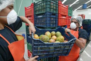 Perú exportó mangos por más de US$ 134 millones durante el primer semestre del año
