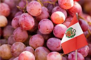Perú finaliza campaña de uva de mesa con un 12% menos de volumen enviado