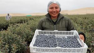 Perú ha concretado 25 nuevos accesos sanitarios y fitosanitarios en 13 mercados internacionales en lo que va de 2025