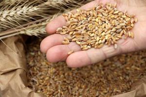 Perú importó harina de trigo por US$ 575 millones entre enero y agosto de 2022