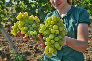 Perú impulsará comercio con Rusia, Armenia, Belarús, Kazajastán y Kirguistán