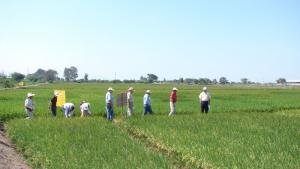 Perú impulsará la producción de arroz baja en emisiones de GEI y resiliente al cambio climático 