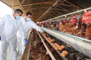 Perú inicia vacunación contra influenza aviar