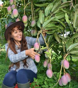Perú no puede apostar el 100% de su exportación de mangos a la variedad Kent