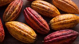Perú participará en feria Chocoa 2024 en Países Bajos