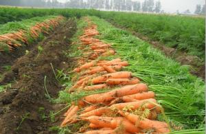 Perú produjo 192.126 toneladas de zanahoria en el 2020