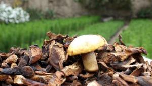 Perú puede producir hasta 27 mil toneladas de hongos deshidratados, sin embargo solo aprovecha el 0.37%