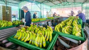Perú realiza histórico primer envío de banano a China desde Lambayeque