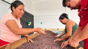 Perú se alista para exportar café y cacao sostenibles bajo reglamento europeo