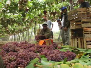 Perú se consolida como segundo exportador de uvas a EE.UU. y el quinto a nivel mundial