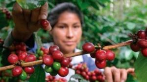 Perú se ubica como el décimo productor de café a nivel global