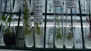 Perú será sede de reunión mundial de recursos fitogenéticos