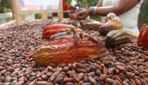 Perú tendrá que buscar otros destinos para el cacao ante medida de la UE