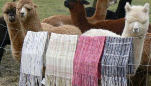 Perú tiene gran potencial para destacar en mercado mundial de camélidos