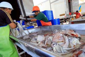 Pesca de pota alcanzó récord histórico al sumar 600.000 toneladas en 2023, más del doble que en años anteriores