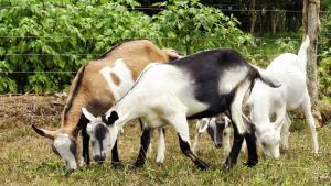 Piura, corazón de la producción caprina en Perú