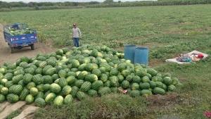 Piura evalúa producir sandía en lugar de banano