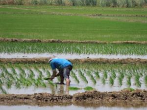 Piura no tendrá campaña chica de arroz por falta de agua y trabajos en Poechos