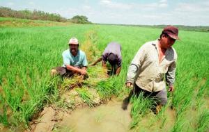 Piura: se inició oficialmente campaña chica de arroz en San Lorenzo
