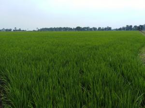 Piura sembrará más de 43 mil hectáreas de arroz en campaña grande