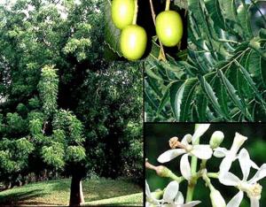 PLANTA AYUDA A COMBATIR ROYA AMARILLA EN CAFÉ