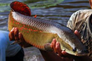 Población del paiche silvestre aumentó 2.000% en los  últimos ocho años