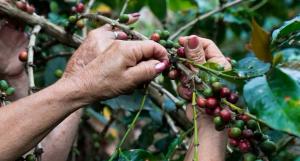 Precio del café sigue rompiendo récords