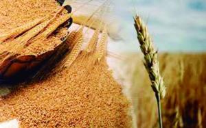 Precio del trigo baja a su menor nivel en una década