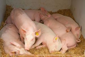 Presencia de peste porcina africana en las Américas pone en riesgo seguridad alimentaria de la región y medios de vida de productores