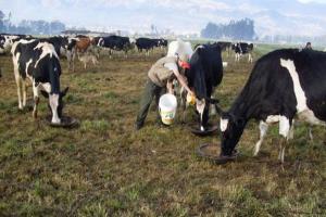 Presentan proyecto para promover la compra de leche y productos lácteos a pequeños y medianos ganaderos del país