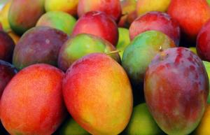 Primer Congreso Mundial del Mango se realizará en México