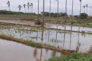 PROBABILIDADES DE TENER FENÓMENO EL NIÑO EXTRAORDINARIO ES DE SOLO 5%