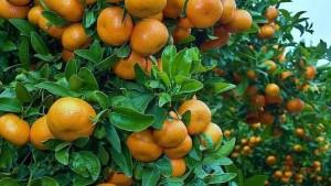 ProCitrus: Perú no registra nuevas plantaciones de mandarinas desde el 2020 