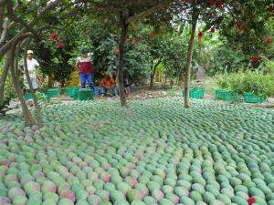 PRODUCCIÓN AGROPECUARIA CRECIÓ 1.7% EN PRIMEROS NUEVE MESES DEL AÑO