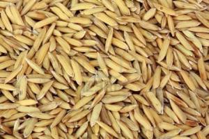 PRODUCCIÓN DE ARROZ CÁSCARA Y CAÑA DE AZÚCAR AUMENTÓ MÁS DE 20%