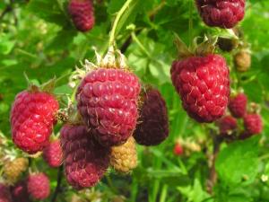 Producción de frambuesas en Perú creció 120% en un año