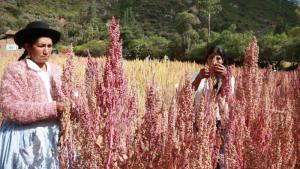 Producción de granos andinos caería hasta un 80 % por el fenómeno El Niño
