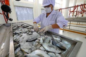 Producción del sector pesca aumento 13.03 % en noviembre del 2021