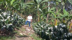 Producción ecuatoriana de café está en declive y abastece el 50% de su consumo nacional