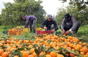 Producción mundial de naranjas alcanzará los 51.8 millones de toneladas en la campaña 2018-2019
