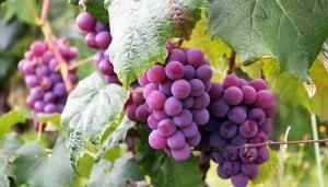 Producción mundial de uva alcanzaría las 28.389.000 toneladas en la campaña 2023/2024