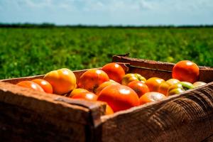 Producción nacional agropecuaria creció un 4.92% en el primer trimestre del año