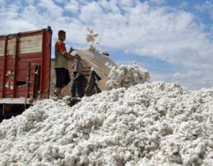 PRODUCCIÓN NACIONAL DE ALGODÓN ALCANZÓ LAS 28.500 TONELADAS ESTE AÑO