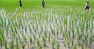 Producción nacional de arroz creció 9.6% en octubre del presente año