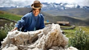 Producción nacional de fibra de alpaca alcanzó las 4.713 toneladas en 2025