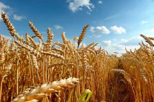 Producción nacional de trigo solo cubre el 9% de la demanda interna