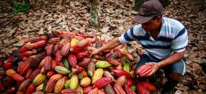 Producción peruana de cacao alcanzó las 157.859 toneladas en 2021