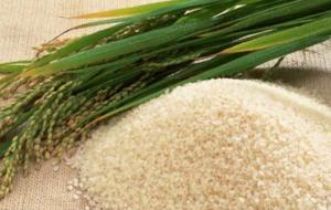 Productores de arroz exigen la derogatorio de los Decretos Supremos N° 103-2015-EF y N° 055-2016-EF para que se normalice franja de precios